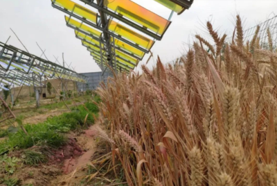 农业光伏系统效率达达9.9%、LCOE成本为0.033美元/千瓦时